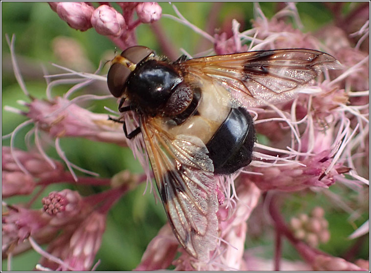 Volucella pellucens, Pellucid Hoverfly