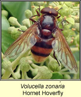 Volucella zonaria, Hornet Hoverfly