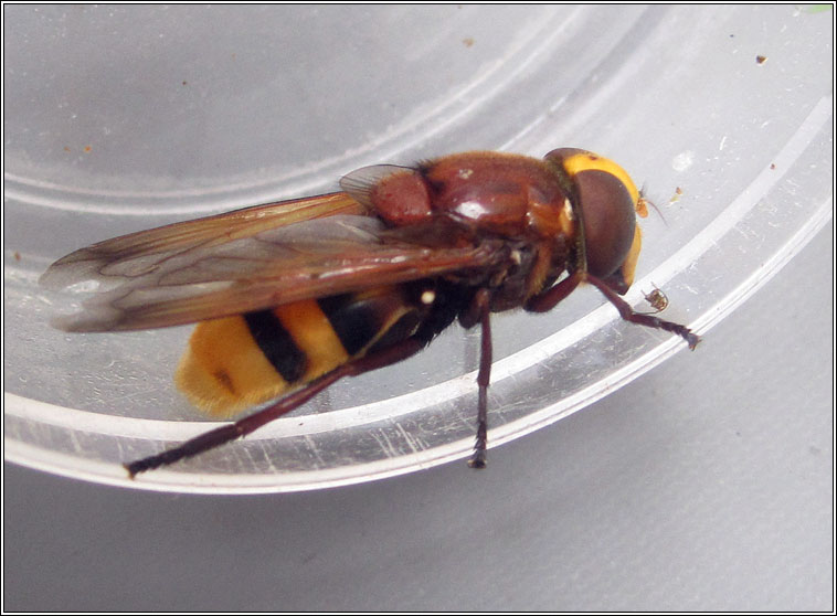 Volucella zonaria, Hornet Hoverfly