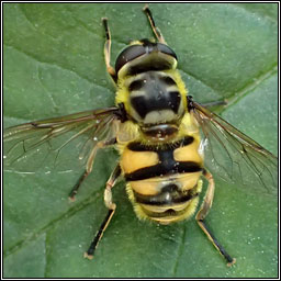 Myathropa florea, Batman Hoverfly