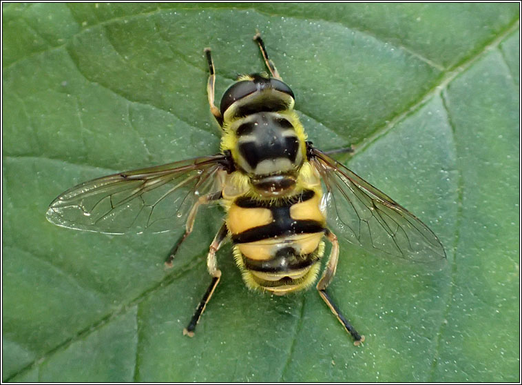 Myathropa florea, Batman Hoverfly