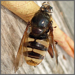 Sericomyia silentis, Bog Hoverfly