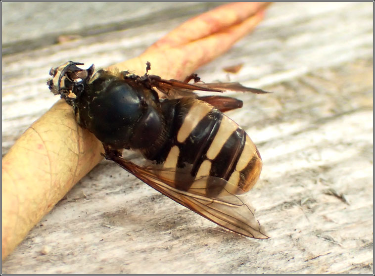 Sericomyia silentis, Bog Hoverfly