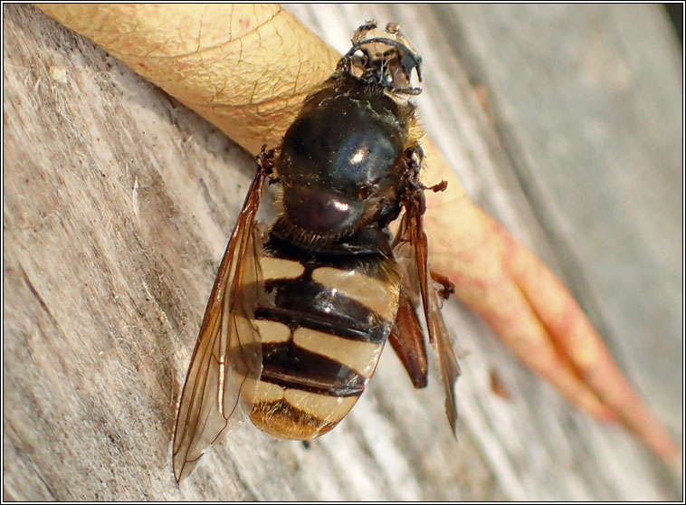 Sericomyia silentis, Bog Hoverfly