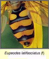 Eupeodes latifasciatus