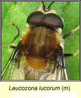 Leucozona lucorum