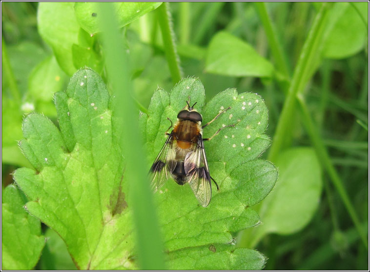 Leucozona lucorum