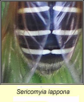 Sericomyia lappona