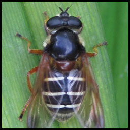 Sericomyia lappona