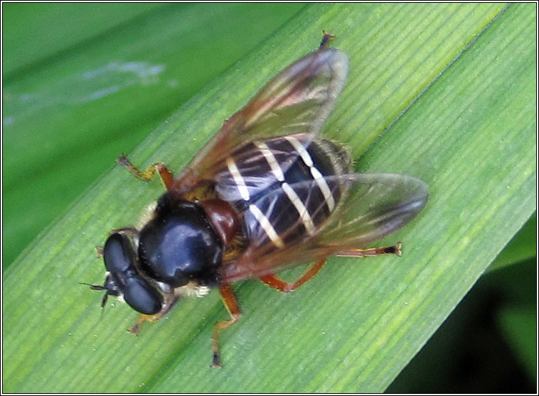 Sericomyia lappona