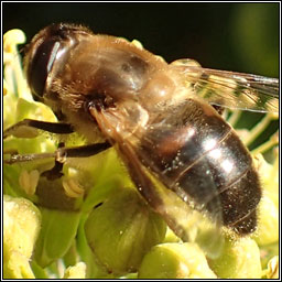 Eristalis tenax, Common Drone Fly