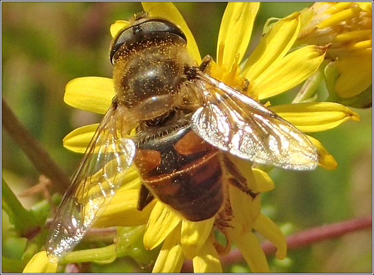 Eristalis tenax, Common Drone Fly