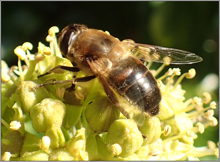 Eristalis tenax, Common Drone Fly