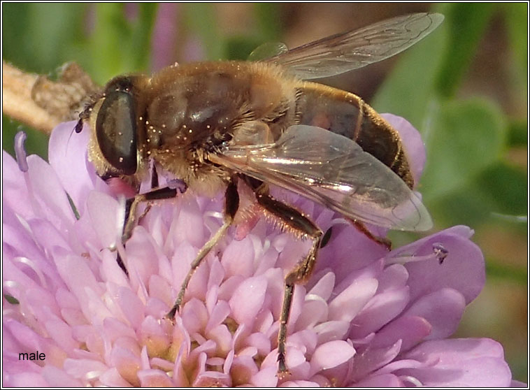 Eristalis tenax, Common Drone Fly