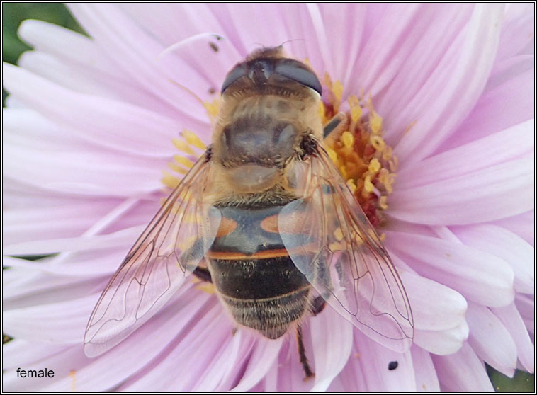 Eristalis tenax, Common Drone Fly