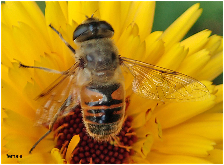 Eristalis tenax, Common Drone Fly