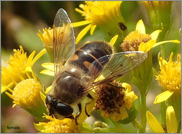 Eristalis tenax, Common Drone Fly