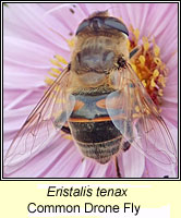 Eristalis tenax, Common Drone Fly