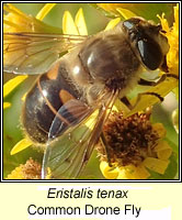 Eristalis tenax, Common Drone Fly