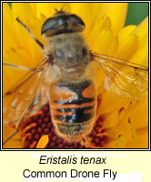 Eristalis tenax, Common Drone Fly