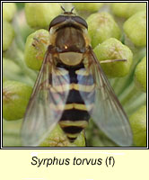 Syrphus torvus