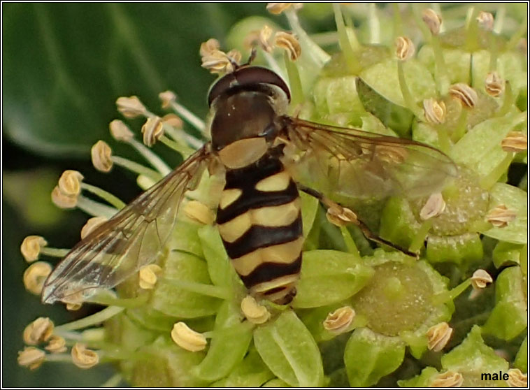 Syrphus torvus