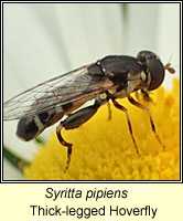 Syritta pipiens, Thick-legged Hoverfly