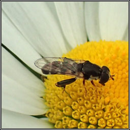 Syritta pipiens, Thick-legged Hoverfly