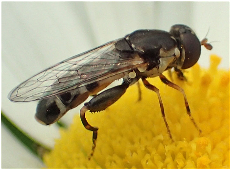 Syritta pipiens, Thick-legged Hoverfly