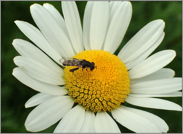 Syritta pipiens, Thick-legged Hoverfly