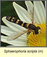 Sphaerophoria scripta