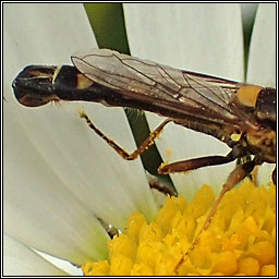 Sphaerophoria scripta