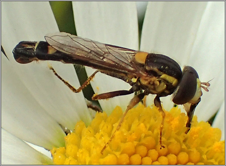 Sphaerophoria scripta