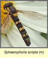 Sphaerophoria scripta