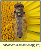 Platycheirus scutatus agg