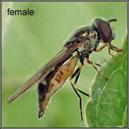 Platycheirus scutatus agg