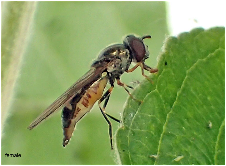 Platycheirus scutatus agg