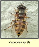 Eupeodes sp