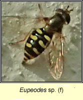 Eupeodes sp