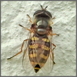 Eupeodes sp