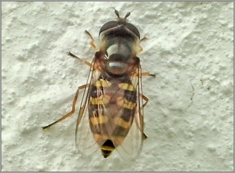 Eupeodes sp