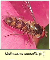 Meliscaeva auricollis