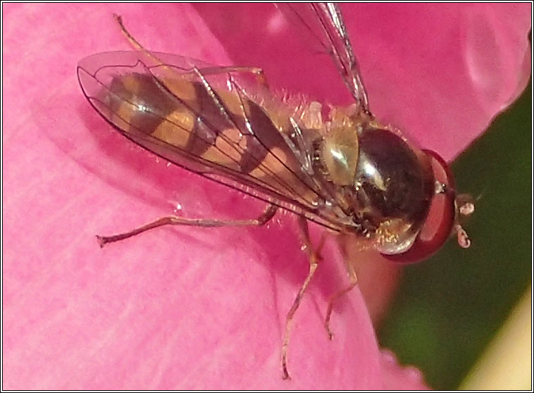 Meliscaeva auricollis