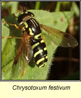 Chrysotoxum festivum