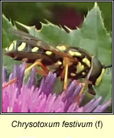 Chrysotoxum festivum