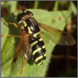 Chrysotoxum festivum