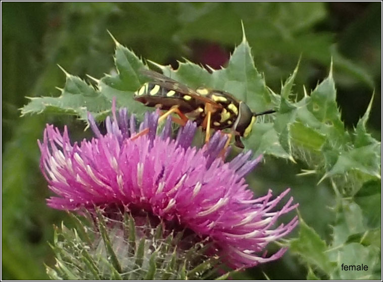 Chrysotoxum festivum