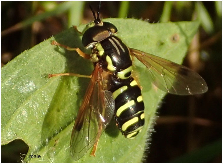 Chrysotoxum festivum