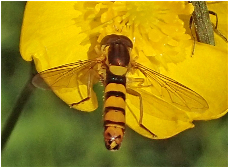 Sphaerophoria, batava or taeniata