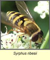 Syrphus ribesii